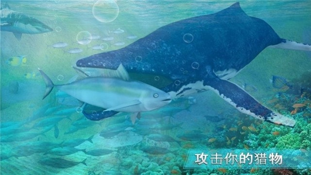 全民养鲨鱼3